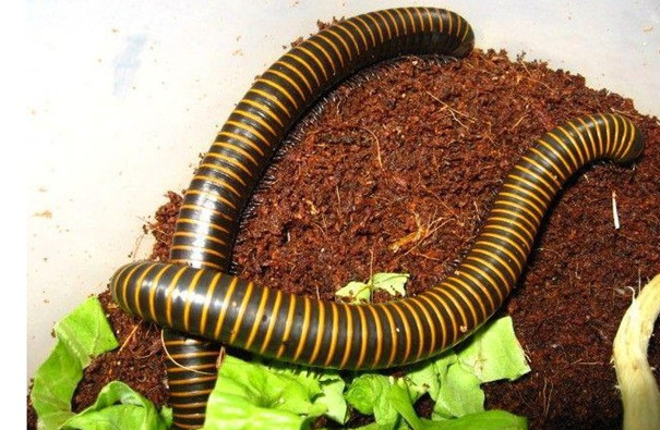 专业除虫公司教你防治多脚马陆 专业除虫公司教你防治多脚马陆