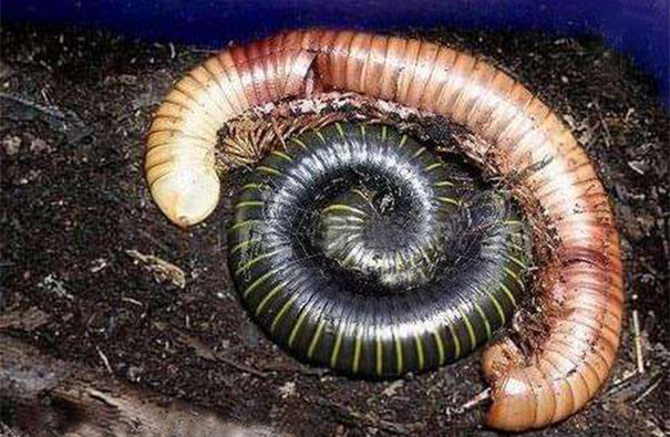 专业除虫公司教你防治多脚马陆 专业除虫公司教你防治多脚马陆