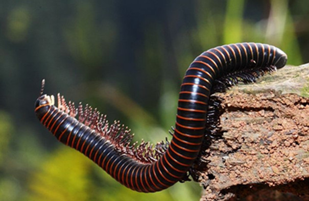 专业除虫公司教你防治多脚马陆 专业除虫公司教你防治多脚马陆